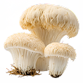 Lion's Mane