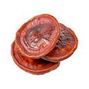 Reishi