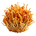 Cordyceps